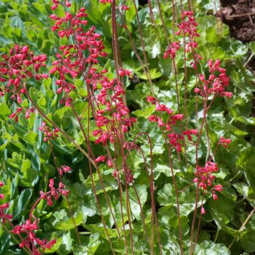 Heuchère, Heuchera sanguinea Snow Storm