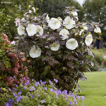 Hibiscus moscheutos Carousel Ghost - Hibiscus des marais