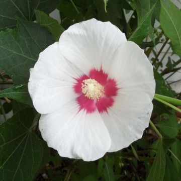 Hibiscus paramutabilis 