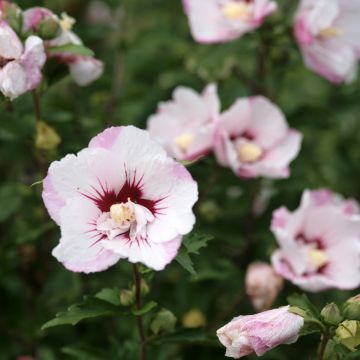 Hibiscus syriacus Pinky Spot - Althéa rose