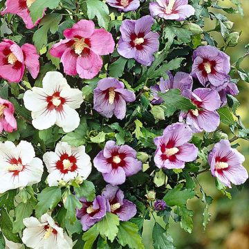 Hibiscus syriacus Tricolor - Althéa tricolore