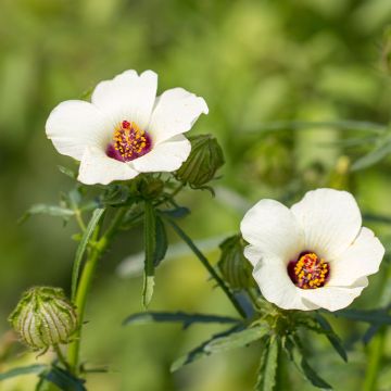 Hibiscus paramutabilis 