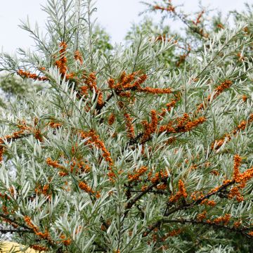 Hippophae rhamnoides Hergo - Argousier femelle