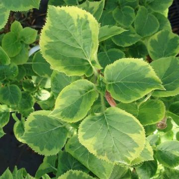 Hortensia grimpant - Hydrangea petiolaris Miranda