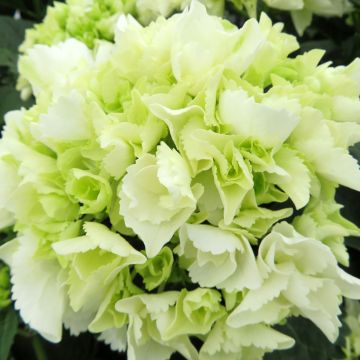 Hortensia - Hydrangea macrophylla Selma