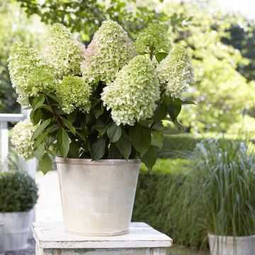 Hydrangea paniculata Phantom - Hortensia aux fleurs blanches géantes