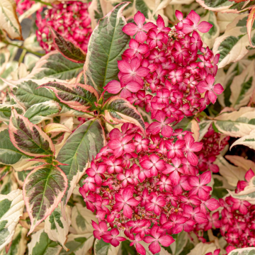 Hortensia - Hydrangea serrata Graciosa