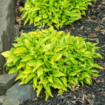 Hosta Lipstick Kiss