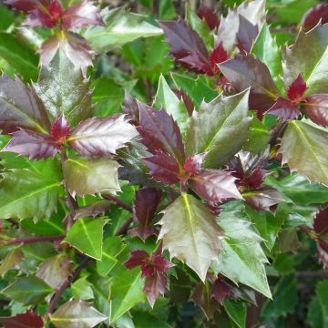 Houx américain - Ilex meserveae Heckenstar