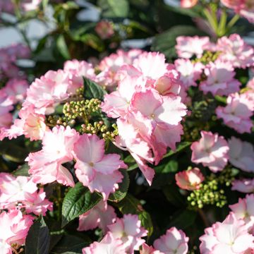 Hortensia - Hydrangea macrophylla Rosita 