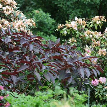 Hortensia - Hydrangea aspera Chololate