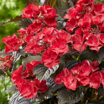 Hortensia - Hydrangea macrophylla Dark Angel Purple