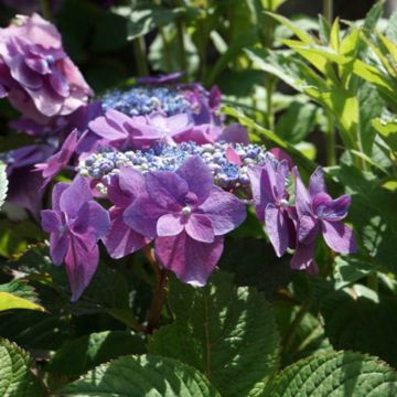 Hortensia 'Flair & Flavours' Sweet Cupcake