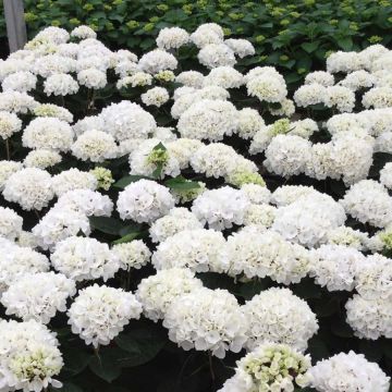 Hortensia - Hydrangea macrophylla Choco Pur® 