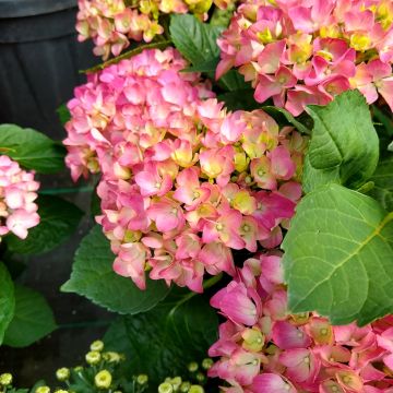 Hortensia - Hydrangea macrophylla Freudenstein