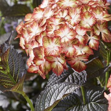 Hortensia - Hydrangea macrophylla Dark Angel Purple