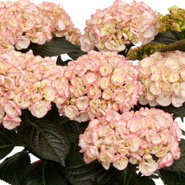 Hortensia - Hydrangea macrophylla Angelique® 