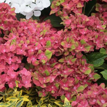 Hortensia - Hydrangea macrophylla Schloss Wackerbarth