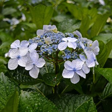 Hortensia - Hydrangea macrophylla Blue wave