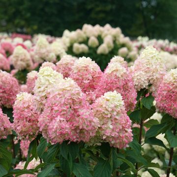 Hydrangea paniculata Limelight Prime- Hortensia paniculé