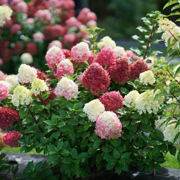 Hortensia - Hydrangea paniculata Little Lime