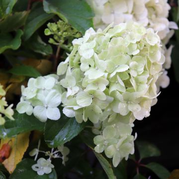 Hortensia paniculata Polar Bear