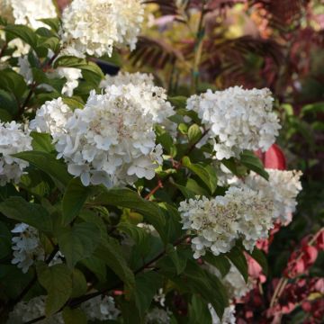 Hydrangea paniculata Silver Dollar - Hortensia paniculé