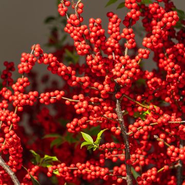 Houx verticillé femelle Magical Daydream - Ilex verticillata