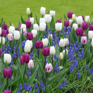 5 pièces Bulbes Tulipes blanches Tulipe en bulbe Tulipe double tardive  Mondial[283] - Cdiscount Jardin