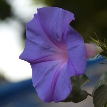 Ipomoea learii - Ipomée d'Inde