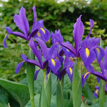 Iris (x) hollandica White Excelsior - Iris de Hollande, iris bulbeux à  fleur blanc pur, spot jaune vif.