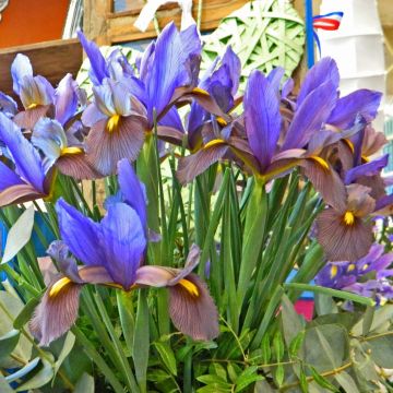Iris (x) hollandica White Excelsior - Iris de Hollande, iris bulbeux à  fleur blanc pur, spot jaune vif.