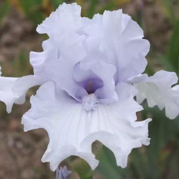 Iris germanica Above The Clouds - Iris des Jardins