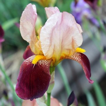 Iris des jardins 'Ré la Blanche