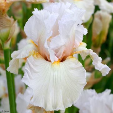 Iris Germanica Laced Cotton - blanche und teinte lilas! 