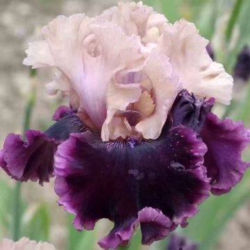 Iris germanica Saturn