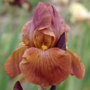 Iris germanica Danse du Feu - Iris des Jardins