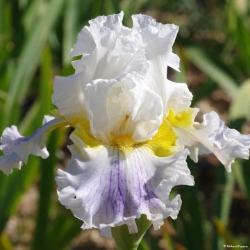 Iris Germanica Laced Cotton - blanche und teinte lilas! 