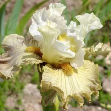 Iris germanica Leonin - Iris des Jardins