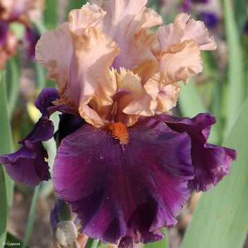 Iris germanica Naples - Iris des Jardins 