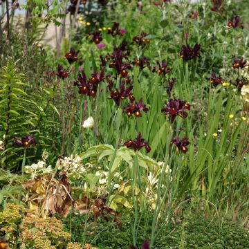 Iris de Hollande Red Ember - Iris hollandica