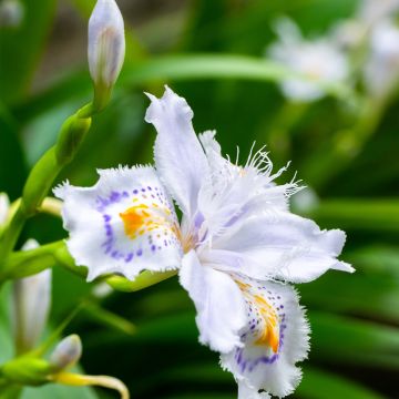 Iris japonica - Iris du Japon 