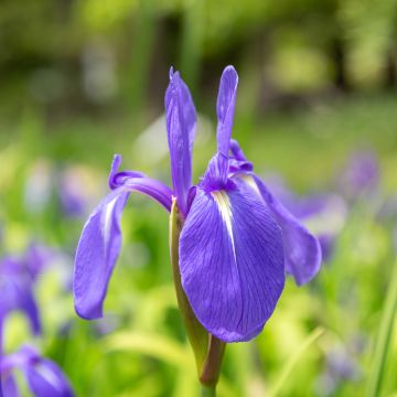 Iris laevigata - Iris d'eau japonais