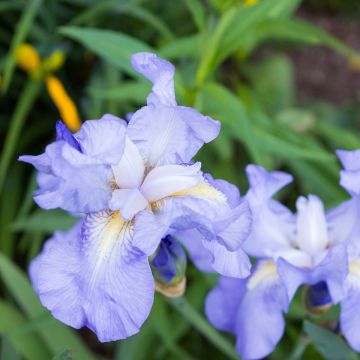 Iris pumila Blue Denim - Iris des Jardins nain