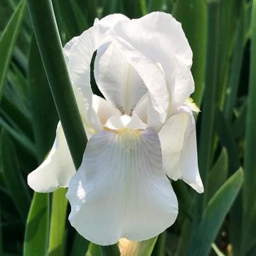 Iris pumila Bright White - Iris des Jardins nain