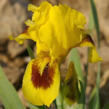 Iris pumila Curio - Iris des Jardins nain