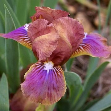 Iris pumila Blue Denim - Iris des Jardins nain