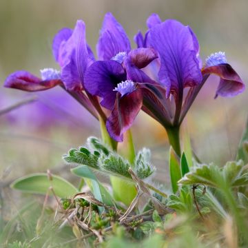 Iris pumila crispy