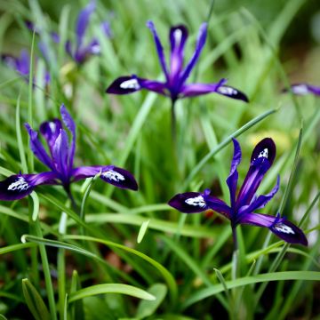 Iris reticulata Blue Note - Iris réticulé