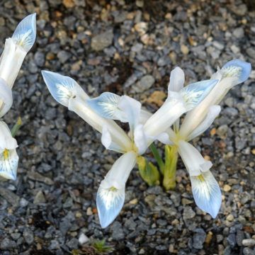 Iris reticulata White Caucasus - Iris réticulé 